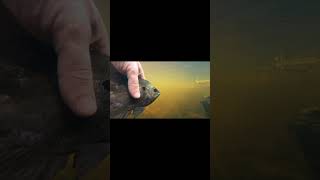 Bluegill Spy-cam Underwater! #shorts