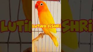 Love Bird video | Lutino fishri #lovebird  #fischer #albino