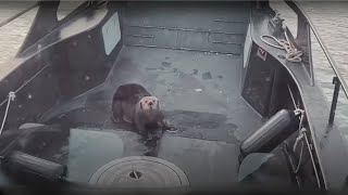 Saving injured otters and giving them a second chance at life | Animal rescue compilation