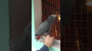 African Grey and lovebirs / Žako i rozenkolisi