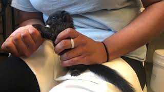 Melanistic Squirrel Feeding   October 2020