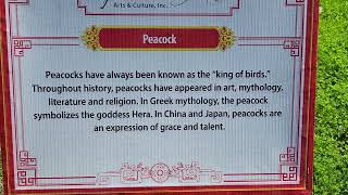 Peacock Mythology