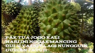 HARI INI PAK  JOGO LAGI NGGAK MANCING  YA COY LAGI NUNGGUIN DURIAN