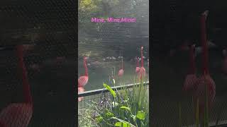 Pink Flamingos! #pinkflamingo #mine #zoo #animals #fulltimervliving