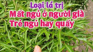 Bài thuốc trị mất ngủ. PHAN HẢI Vlog