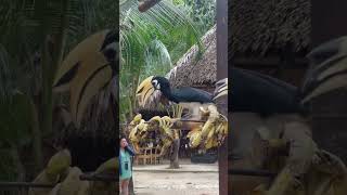 Surprising Hornbill Birds on the Coral Island Phuket 🦜#short #shorts