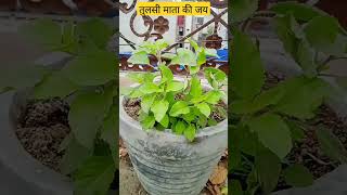 तुलसी किस दिन ना तोड़े?😱#tulsi #tulsimata #laddugopal