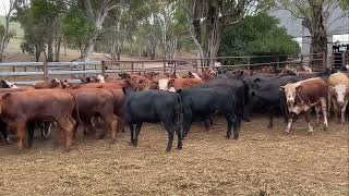 108 mixed breed heifers