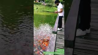 #koifish #koipond #koi #gandharvan #thumbi #dudeslife #prathapsenthilnathan #freesoul