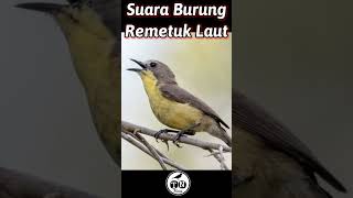 Suara Remetuk Laut