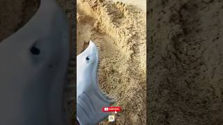 Shark puppet eats sand on the beach