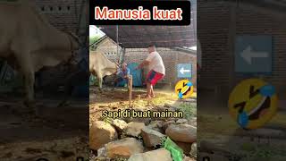 manusia kuat # sapi lewat