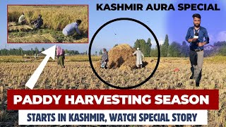 Kashmir's Golden Harvest.Paddy Harvesting Season Starts in Kashmir.