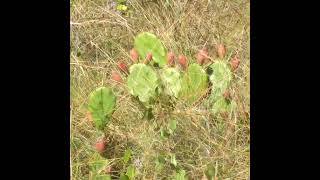 Prickly-Pear Cactus