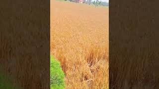 Golden Wheat field 🌾🌾