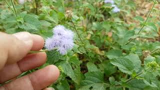 Ageratum conyzoides Babadotan