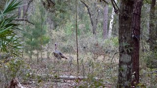 Caceria de Guajolote en Florida 2024