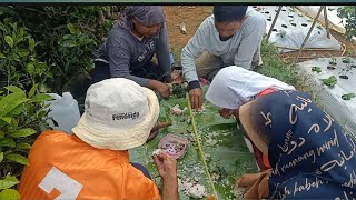 Nikmatnya..!!! Ngaliwet Di Kebun Lalaban Daun Singkong Jengkol Dan Ikan Asin..