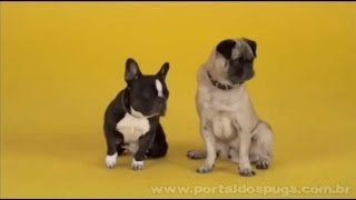 Pedigree - "Me Toca Sobre" parte 2 - Comercial de TV - Propaganda com Pug