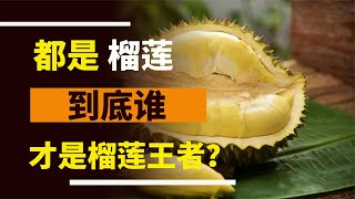 同樣是榴蓮，貓山王，蘇丹王，金枕，干堯，到底誰才是榴蓮之王？