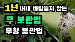 1년 내내 바람 들지 않는 무보관법, 무보관방법, 무보관,  무청보관법, 무청시래기말리기, 무청시래기삶기, 무청, 무청말리는법,  무청삶는법