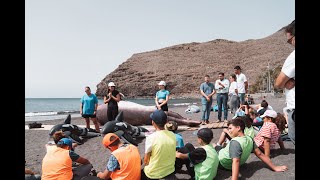 Cabildo y Loro Parque Fundación incrementan la capacidad de acción para el rescate de cetáceos