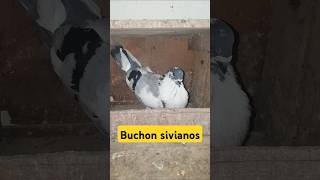 انثى سيفيانوس الأصيل 🕊❤ buchon sivianos