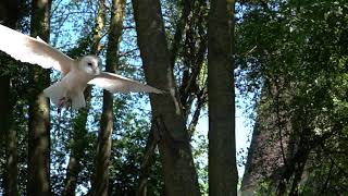 Barnowl Flying in Slow motion