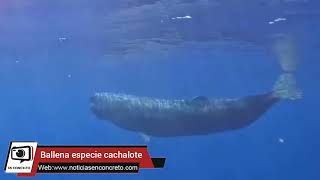 #Veracruz Captan en #video enorme ballena en el mar  de  Veracruz 🐋 Video: Tonatiuh Piriz 👇🏼