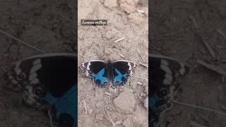 Amazing blue coloured butterfly😍🦋 #butterfly #lepidoptera #wings #bluebutterfly #beautiful #nature