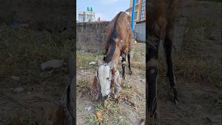 Hungry Goat Eating Grass #goat