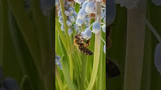 Bij haalt nectar uit blauwe druifjes