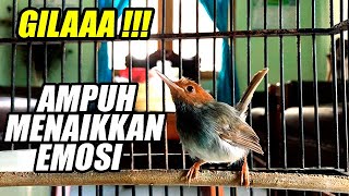 SUARA PRENJAK KEPALA MERAH GACOR DORRRRRRR KOWOR2 | COCOK BUAT MASTERAN PRENJAK JUARA 2024