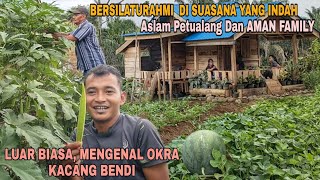 Luar biasa, petik kacang okra/kacang bendi | silaturahmi di suasana yang indah