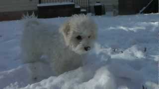 Bichon Impossible!