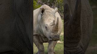 5 Interesting Facts About Rhinoceros