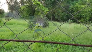 TRULY WILD Peacock mating season- Male Peacock dancing to impress her female partners