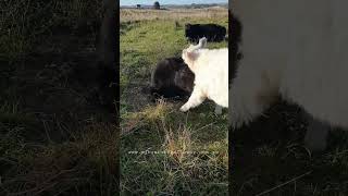 boys playing #cowlover #cow #animal