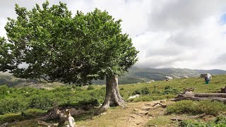 Corse/Korsika - GR 20 Sud: 4. Etappe: Ref. d'Usciolu - Berg. de Croci   2022