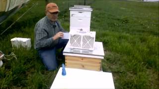 Installing a package of honeybees "field expedient method"