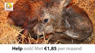 Spot Stichting DierenLot