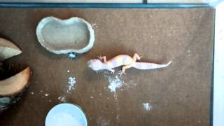 Leopard gecko wagging tail when eating