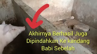 Kandang Hancur Berlobang | Kandangnya Tidak Kuat Atau Babinya Yang Rakus?!