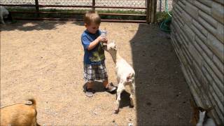 Feeding the Goats - Grant's Farm