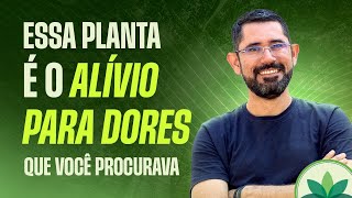 Essa planta é o alívio para dores que você procura