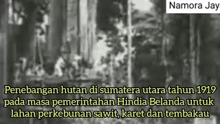 Penebangan hutan di sumatera utara pada tahun 1919 masa hindia belanda untuk lahan perkebunan