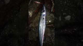 BARRACUDA||Waduh Salah Tangkap Target | Ultra Light #ultralightjigging #shorts