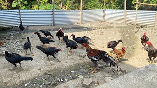 Update Kondisi terkini kandang Ayam Kampung🐓#ayam #ayambangkokklasik #chicken