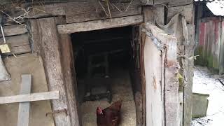 Белорусская деревня, как зимуют куры.Belarusian village, how chickens winter.