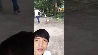 Funny Dog Play Ball with People